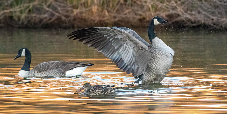 Canada Geese and Northern Shoveler 9489-010722-2 Photograph by Tam Ryan