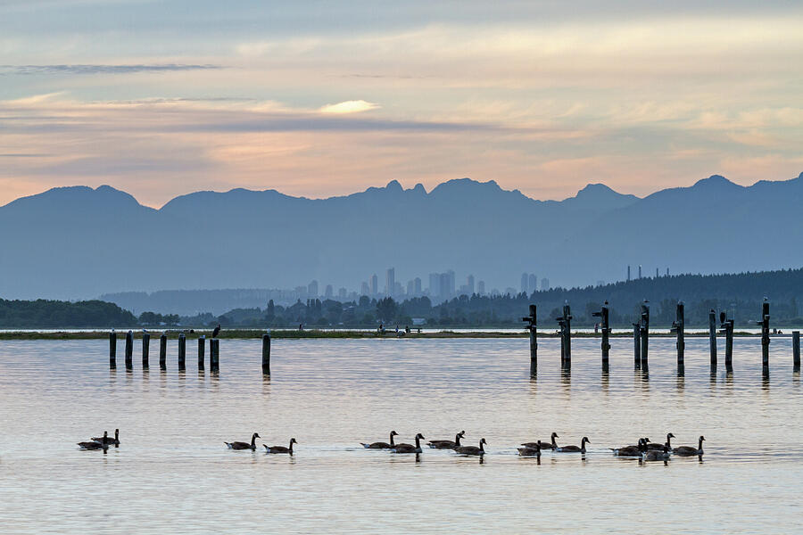 Canada Geese at Blackie Spit Photograph by Michael Russell Canada Geese at Blackie Spit Photograph by Michael Russell