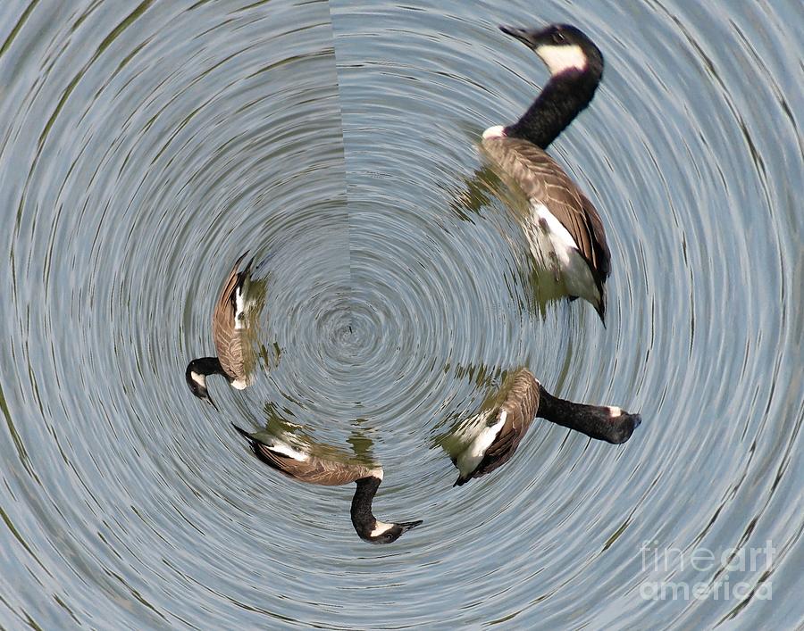 Canada Geese at Green Lake in Orchard Park NY Little Planet Effect Photograph by Rose Santuci-Sofranko