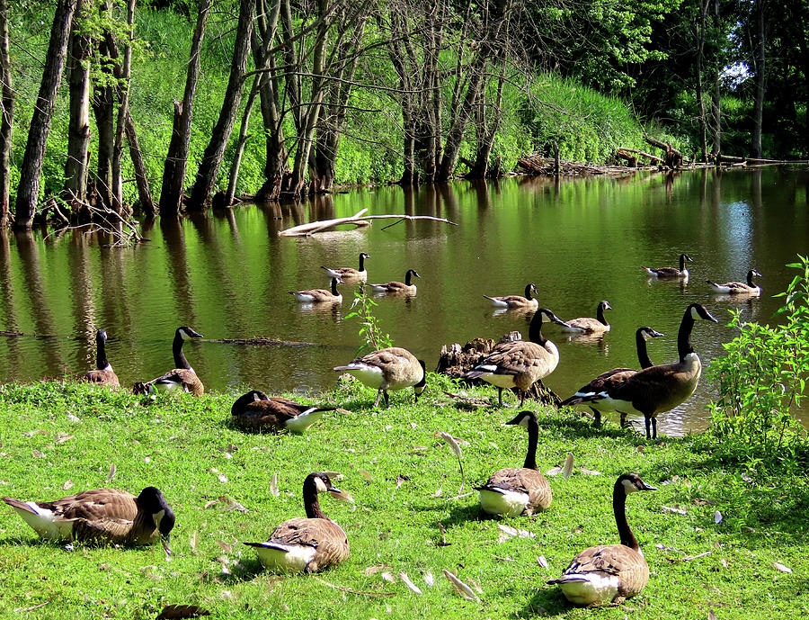 Canada Geese at Palmyra Nature Cove Photograph by Linda Stern