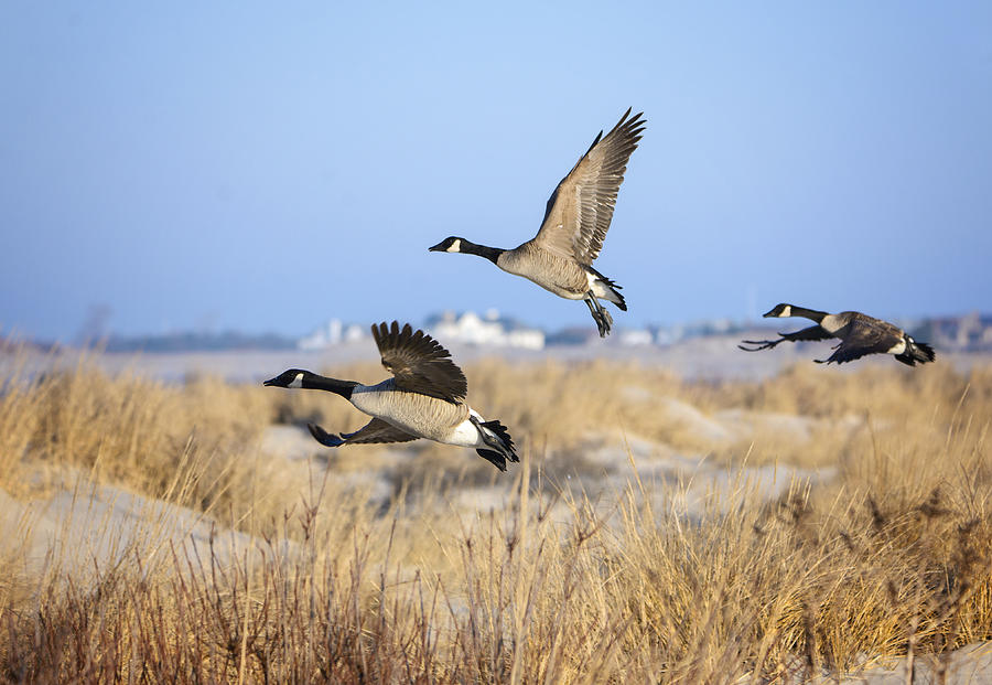 Canada Geese (Branta Canadensis) Over Sand Dunes at Jones Beach, Long Island Photograph by Vicki Jauron, Babylon and Beyond Photography