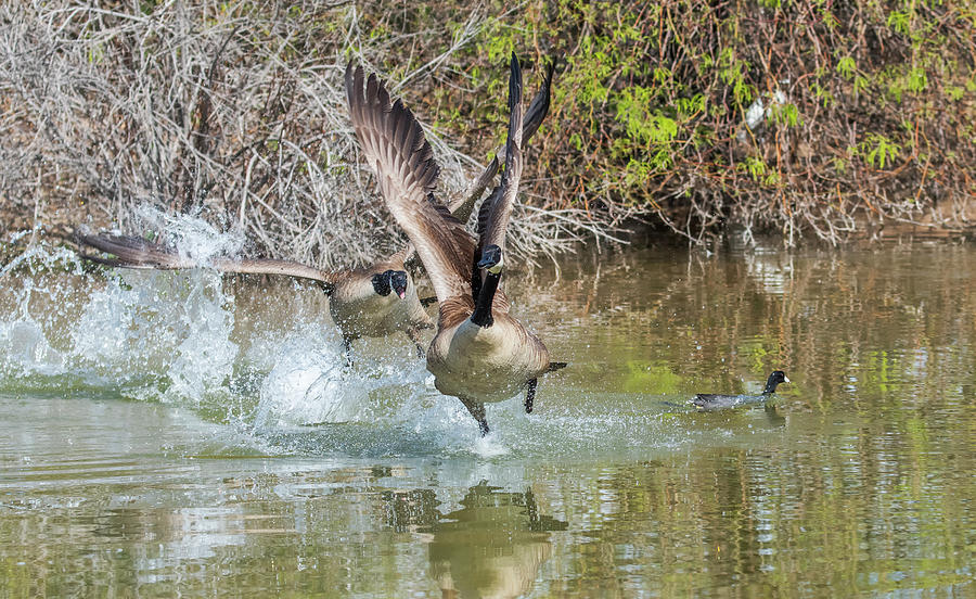Canada Geese Chase 4286-031720-2 Photograph by Tam Ryan