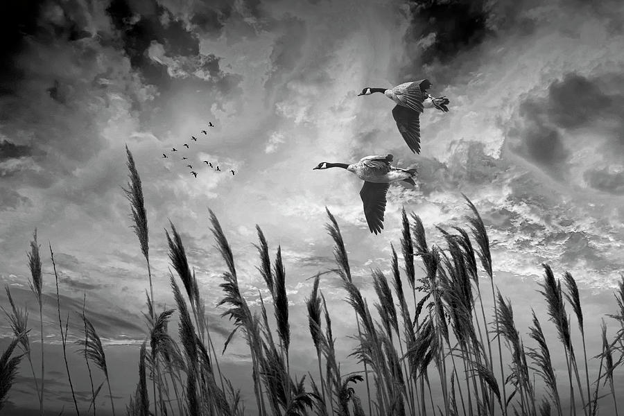 Canada Geese coming in for a Landing at a Marsh in Black and Whi Photograph by Randall Nyhof