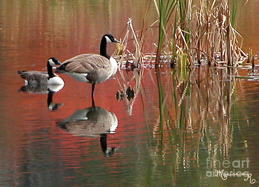 Canada Geese Duo Photograph by Mariarosa Rockefeller