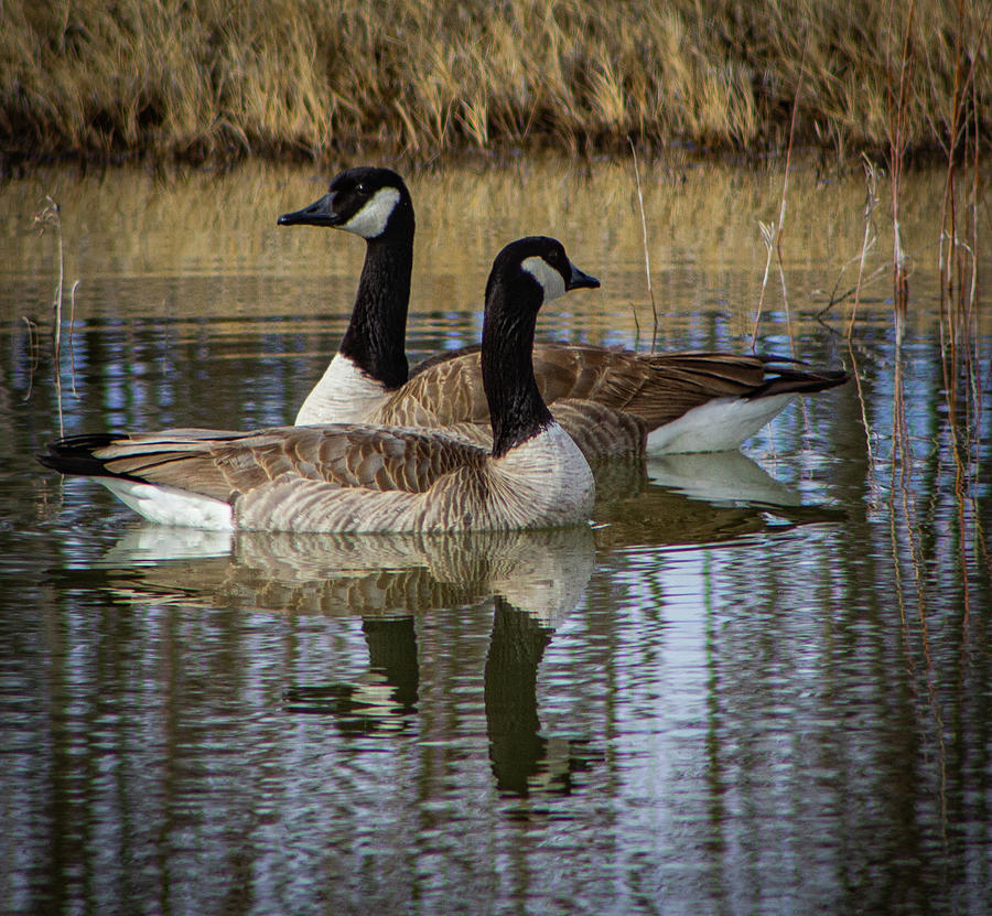 Canada Geese Photograph by Elaine Webster