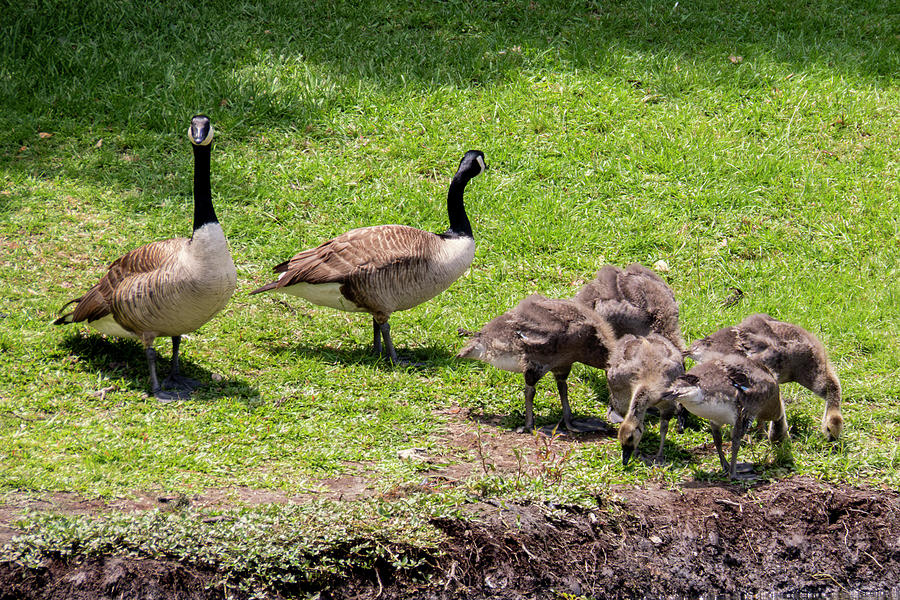 Canada Geese Family 1 Photograph by J M Farris Photography