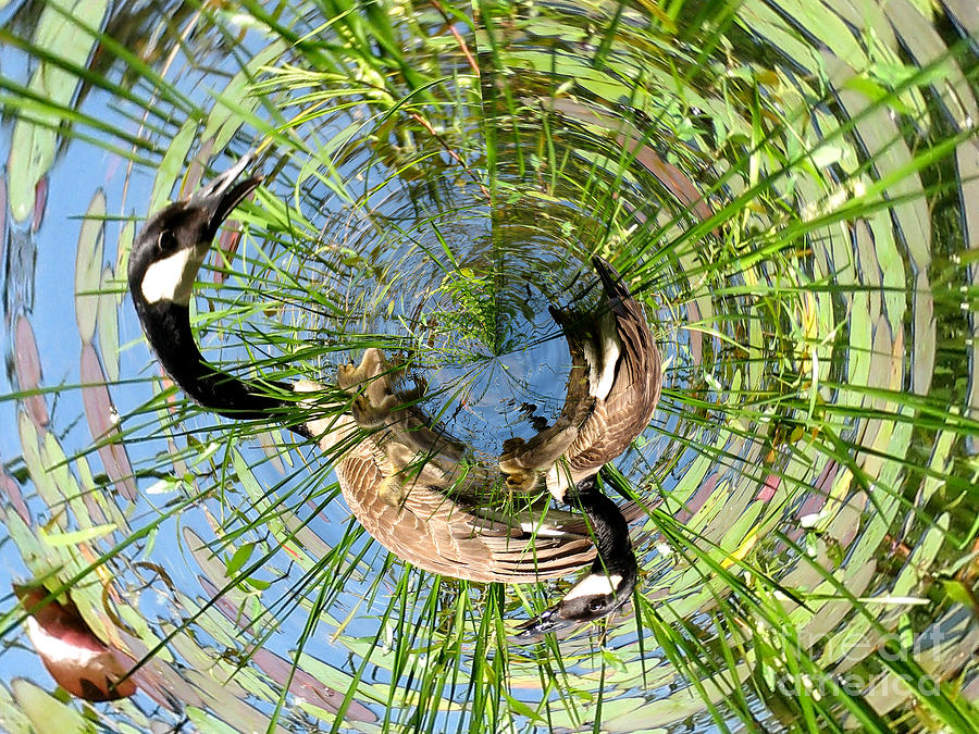 Canada Geese Family on Lily Pond at Reinstein Woods Nature Preserve in WNY Little Planet Effect Photograph by Rose Santuci-Sofranko