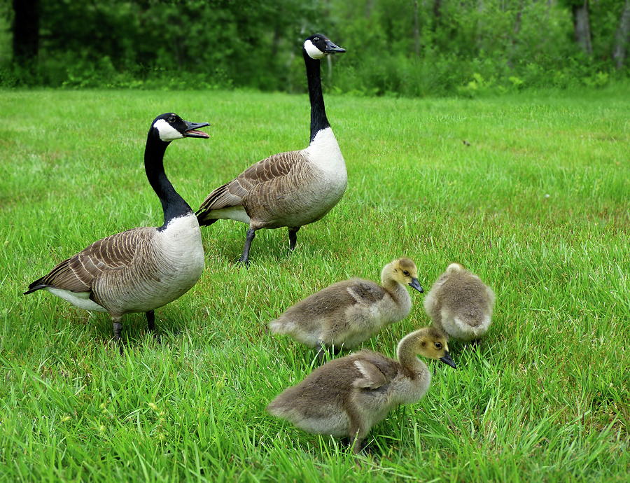 Canada Geese Family Walk Photograph by Lyuba Filatova
