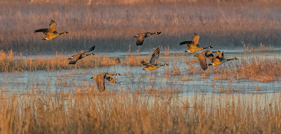Canada Geese Flight At Sunrise Photograph by Morris Finkelstein - Fine