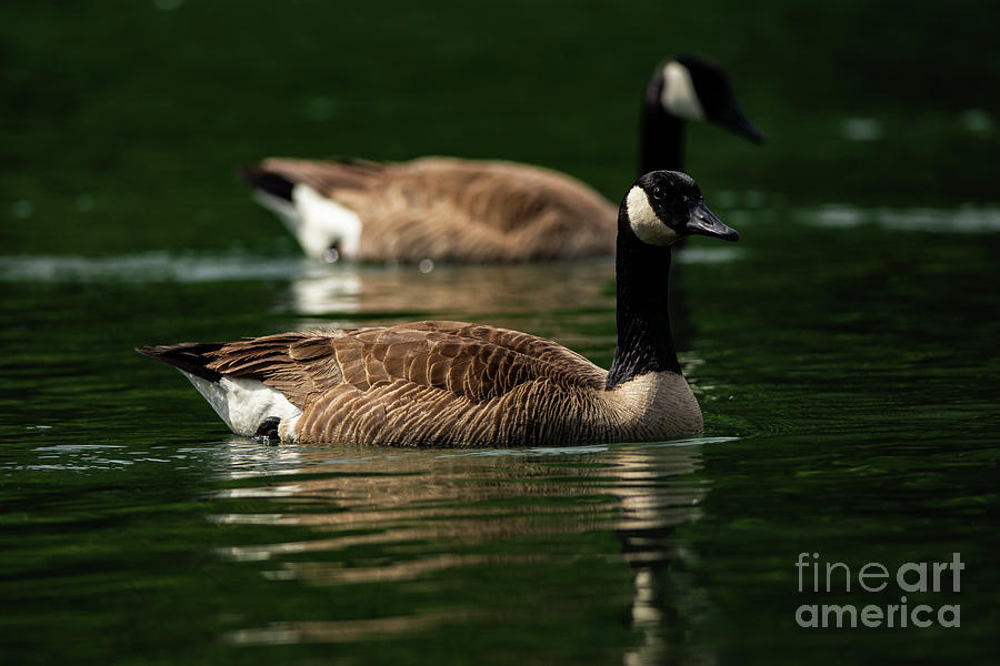 Canada Geese floating peacefully Photograph by JT Lewis
