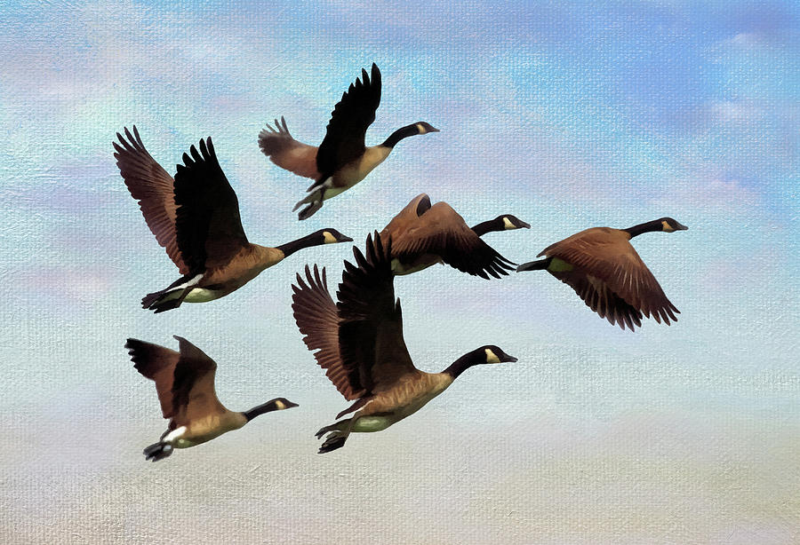 Canada Geese Flying Home Mixed Media by Sandi OReilly