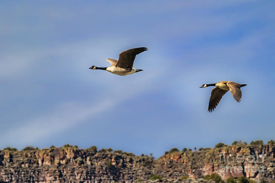 Canada Geese Flying over the Rio Grande Photograph by Elijah Rael