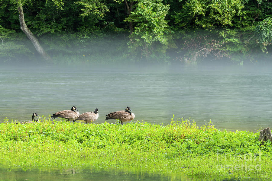 Canada Geese Foggy Lake Taneycomo Photograph by Jennifer White