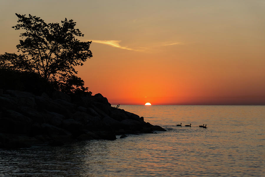 Canada Geese Foursome - Lakeside Sunrise in Hot Orange Photograph by Georgia Mizuleva