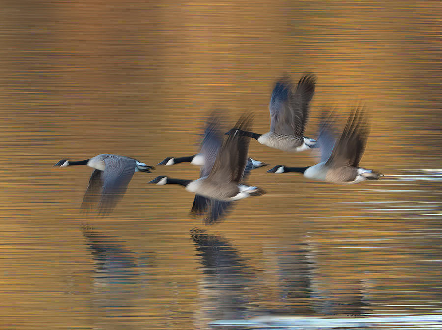 Canada Geese Golden Flight Photograph by William Jobes