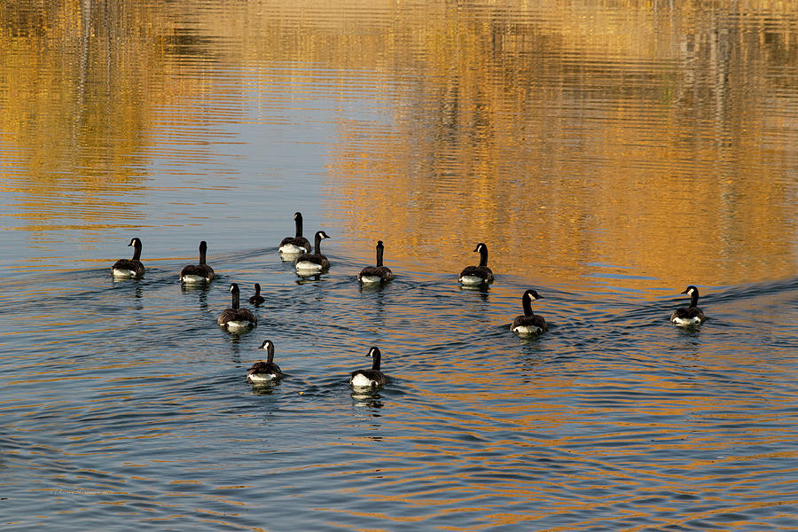 Canada Geese in Autumn Photograph by Sam Sherman