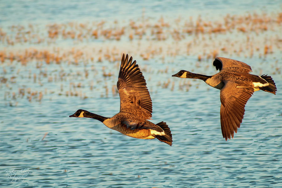 Canada Geese In Flight Photograph by Kristia Adams