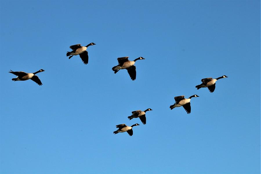 Canada Geese In Flight Painting by Les Classics - Fine Art America