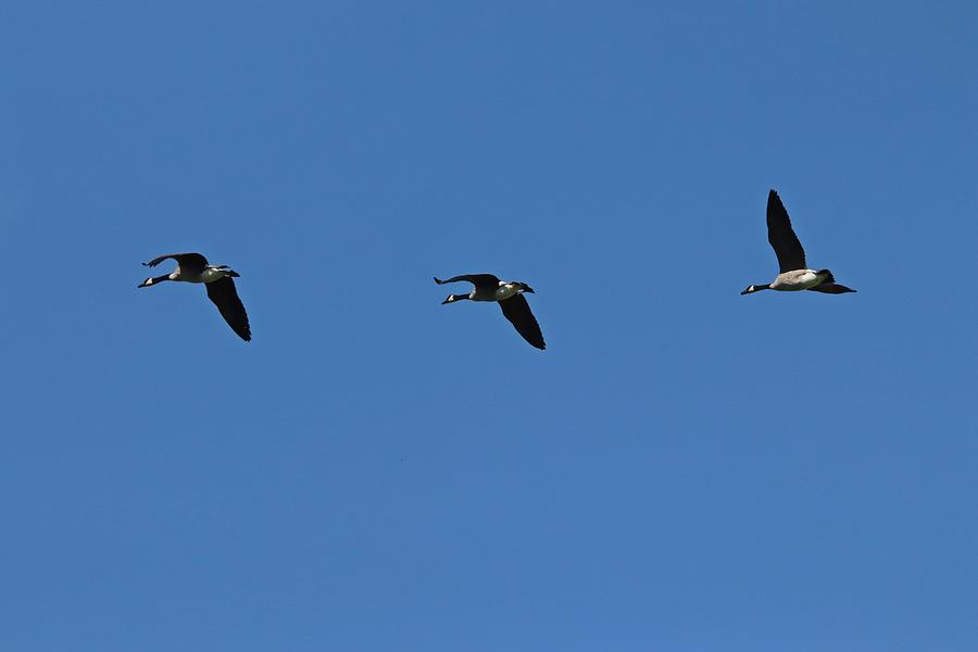 Canada Geese In Flight Photograph