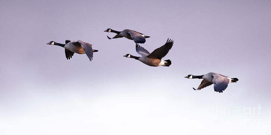 Canada Geese in Flight Photograph by Rehna George