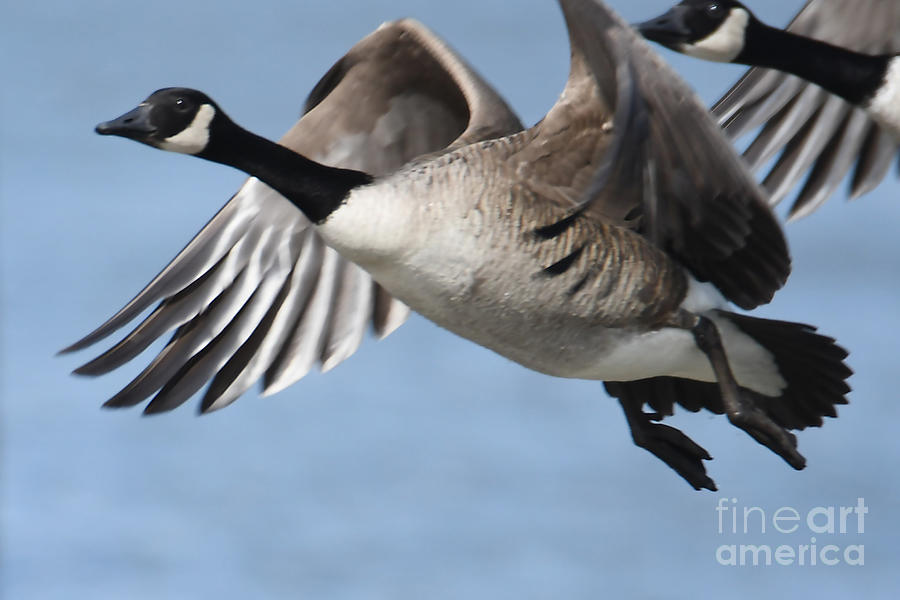 Canada Geese In Flight Photograph by Sheila Lee