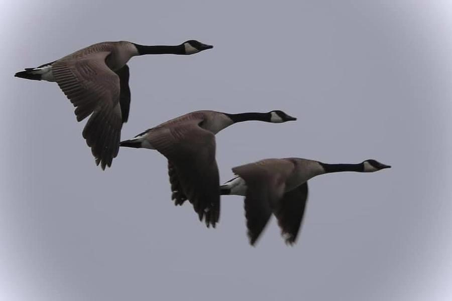 Canada geese in formation Photograph by Brian Parker - Fine Art America