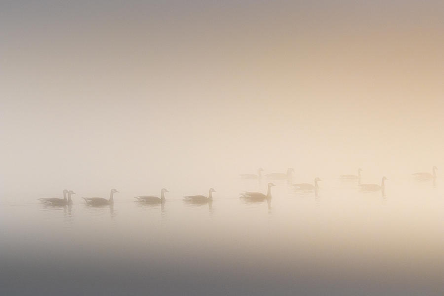 Canada Geese In The Fog Photograph by Jordan Hill