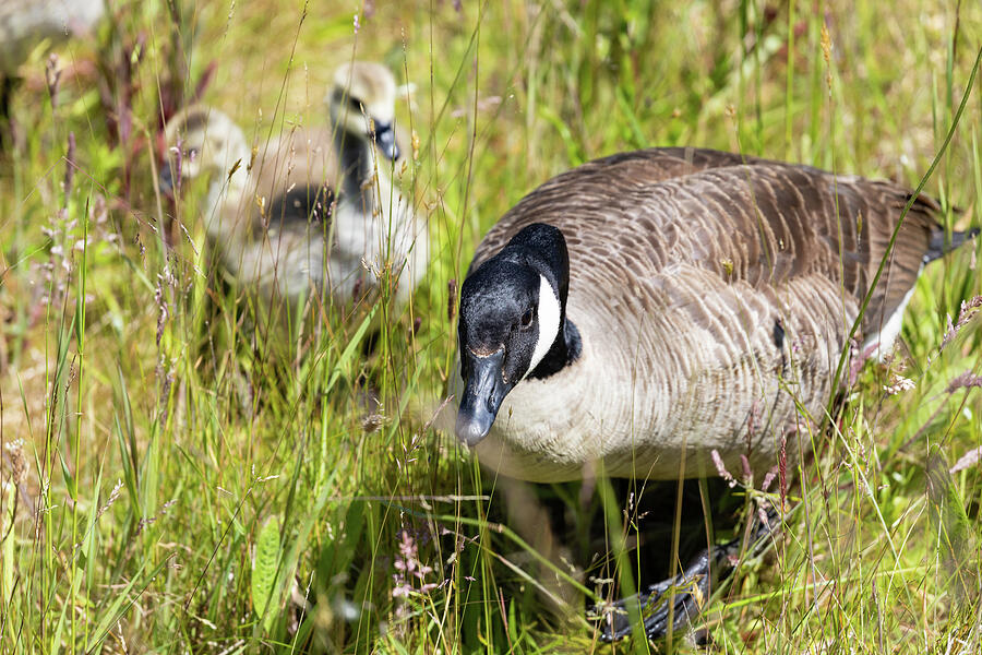 Canada Goose And Goslings Photograph by Tanya C Smith