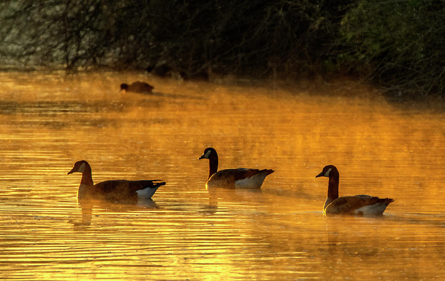 Canada Geese in the Mist 1374-021620-2 Photograph by Tam Ryan
