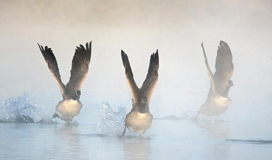 Canada Geese in the Mist 2208-010220-2 Photograph by Tam Ryan