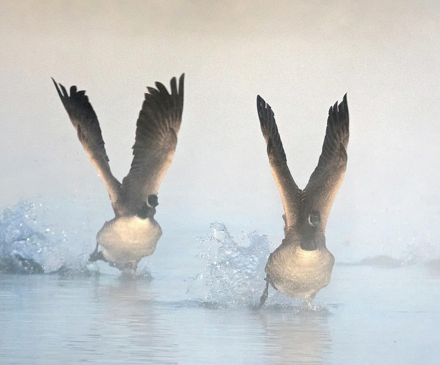 Canada Geese in the Mist 2208-010220-3 Photograph by Tam Ryan