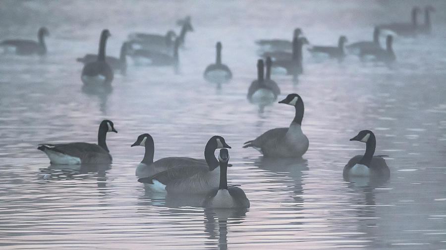 Canada Geese in the Mist 2732-010620-2 Photograph by Tam Ryan