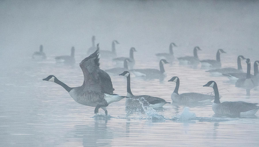 Canada Geese in the Mist 2742-010620-2 Photograph by Tam Ryan