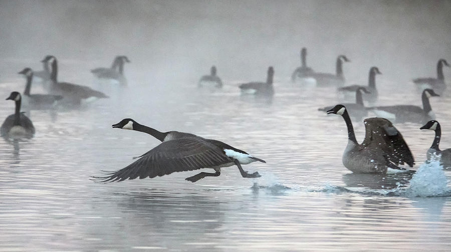 Canada Geese in the Mist 2743-010720-2 Photograph by Tam Ryan