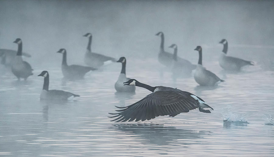 Canada Geese in the Mist 2744-010620-2 Photograph by Tam Ryan