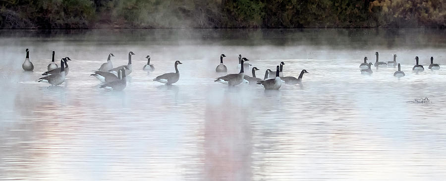 Canada Geese in the Mist 2900-010720-2 Photograph by Tam Ryan