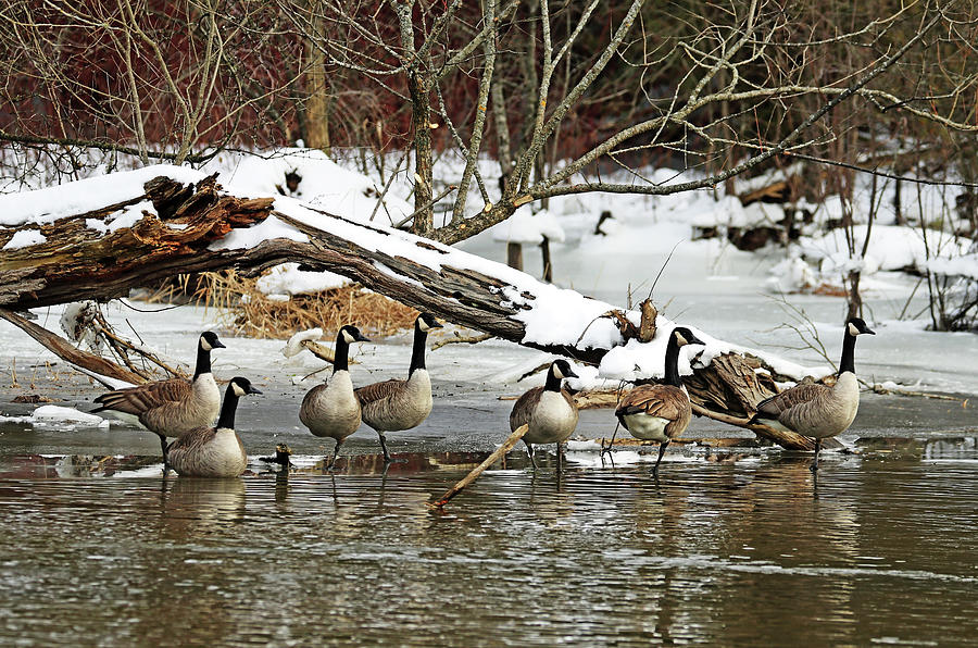 Canada Geese In Winter Photograph by Debbie Oppermann