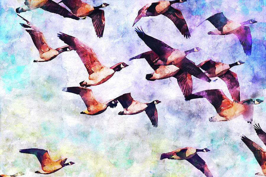 Canada Geese Into the Clouds Mixed Media by Peggy Collins