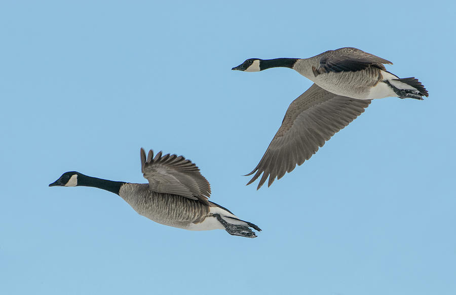 Canada Geese Photograph by Kent Keller