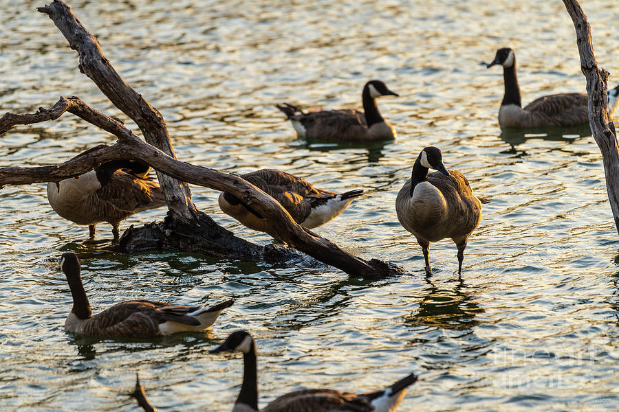 Canada Geese Lake Gathering Photograph by Jennifer White
