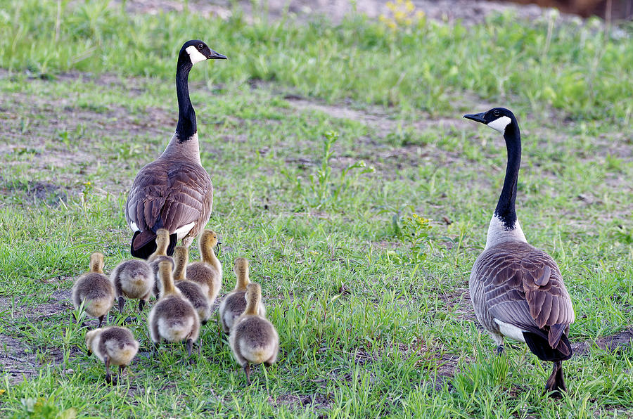 Canada Geese Photograph by Larry Melamed - Fine Art America