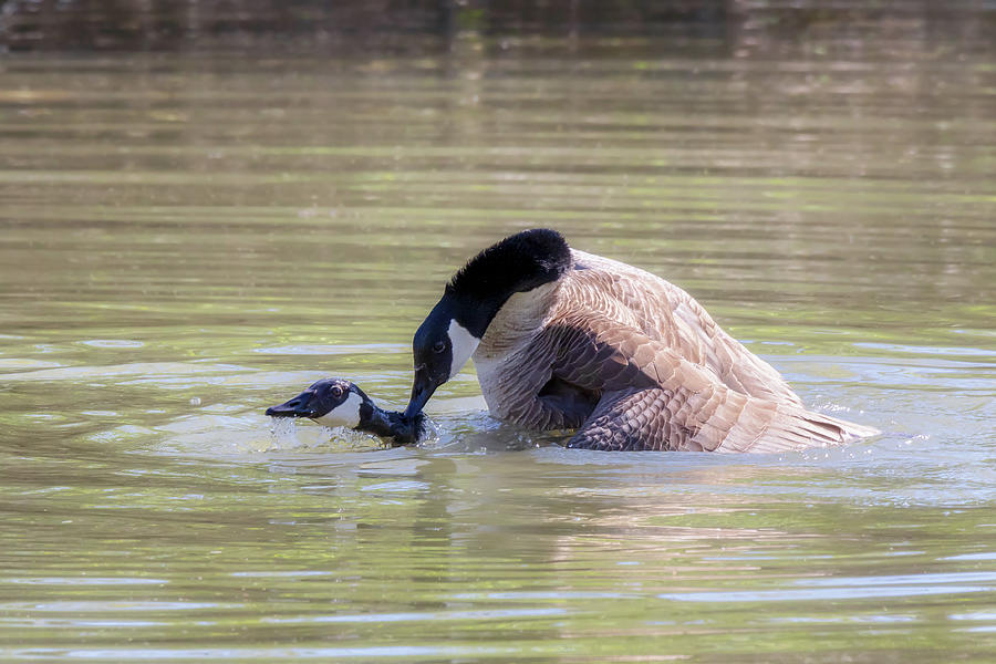 Canada Geese Mating Ritual The Mating Game Photograph By Susan Rissi Tregoning Pixels