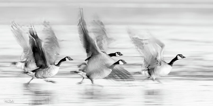 Canada Geese Motion Blur Photograph