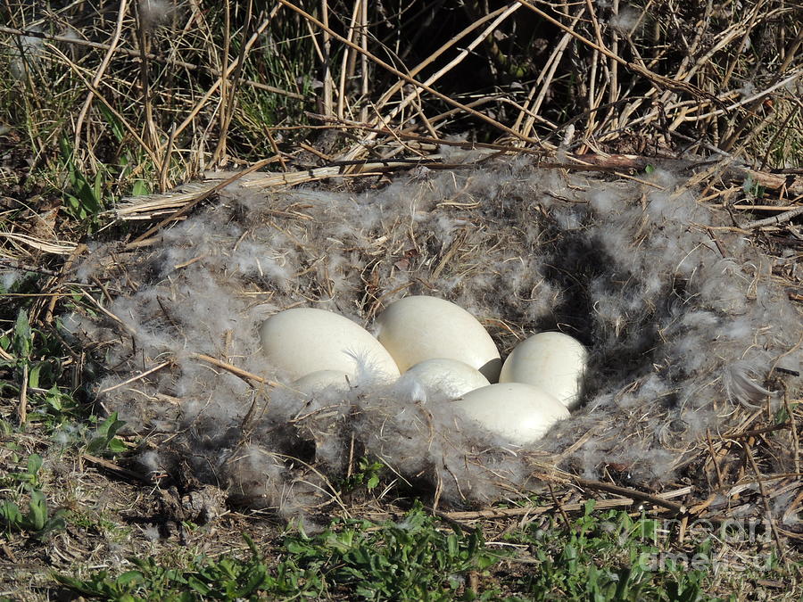 Canada Geese Nest Photograph by Vera M
