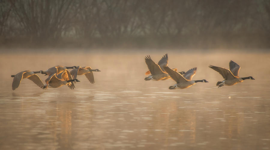 Canada Geese on a Foggy Morning Photograph by Robert J Wagner