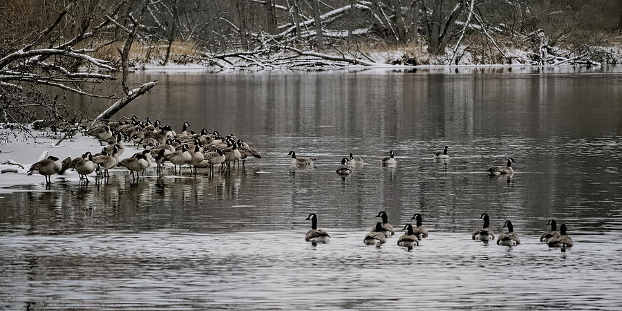Canada Geese On Ice and Water Panorama Photograph by Dale Kauzlaric