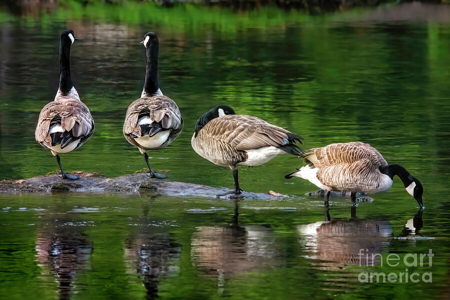 Canada Geese on South Holston Photograph by Shelia Hunt