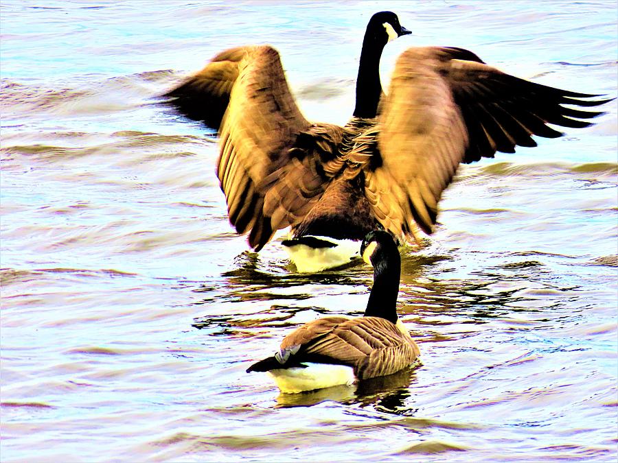 Canada Geese on the Move Photograph by Linda Stern