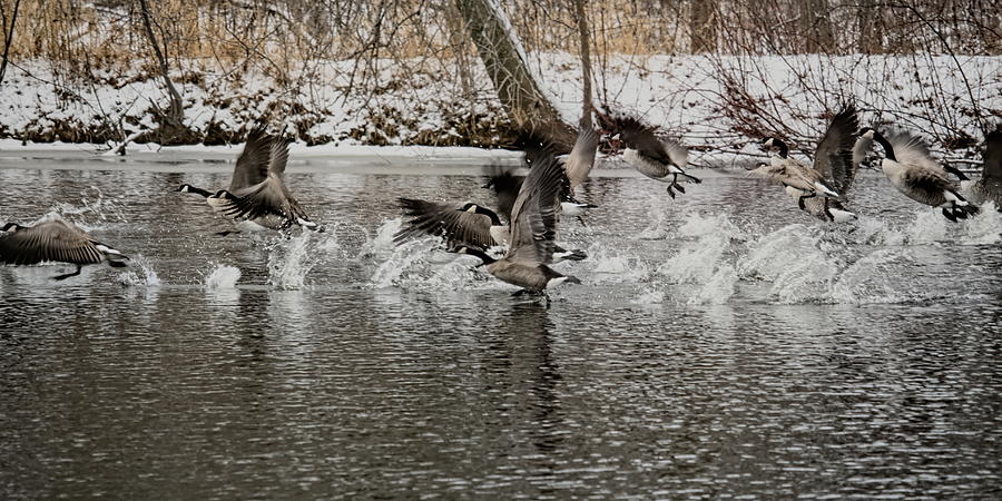 Canada Geese On The Run Photograph by Dale Kauzlaric