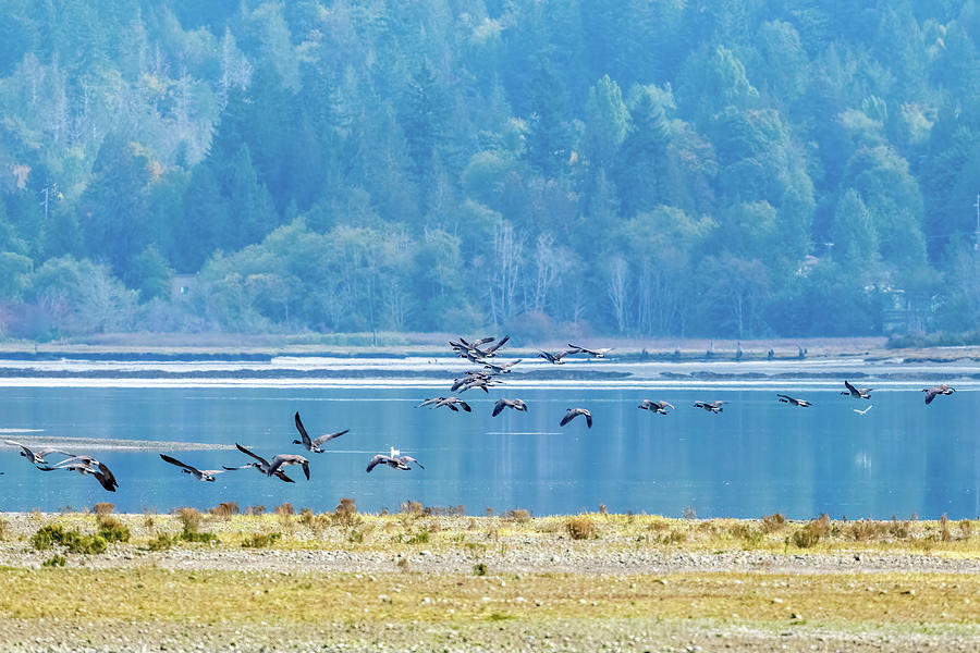 Canada geese On The Wing Photograph by Timothy Anable